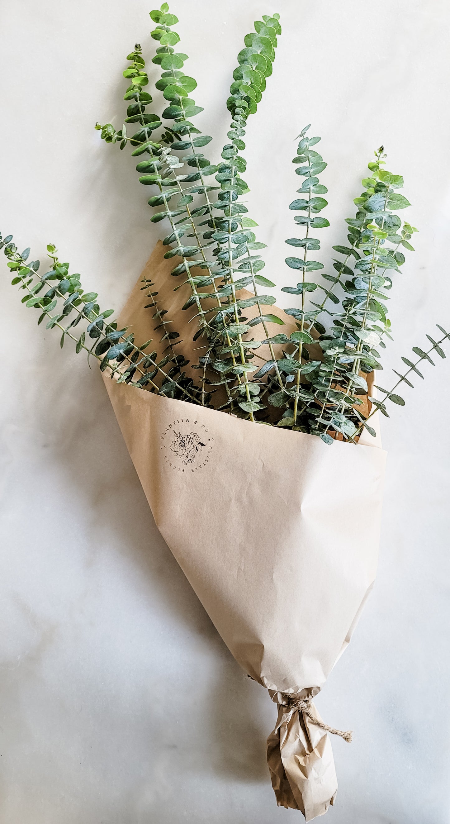 Fresh Eucalyptus Bundle