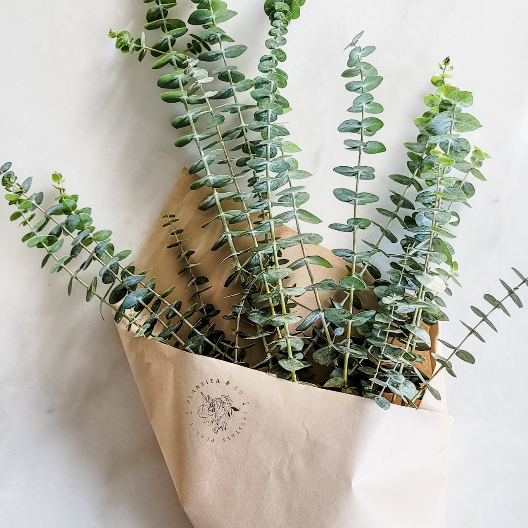 Fresh Eucalyptus Bundle