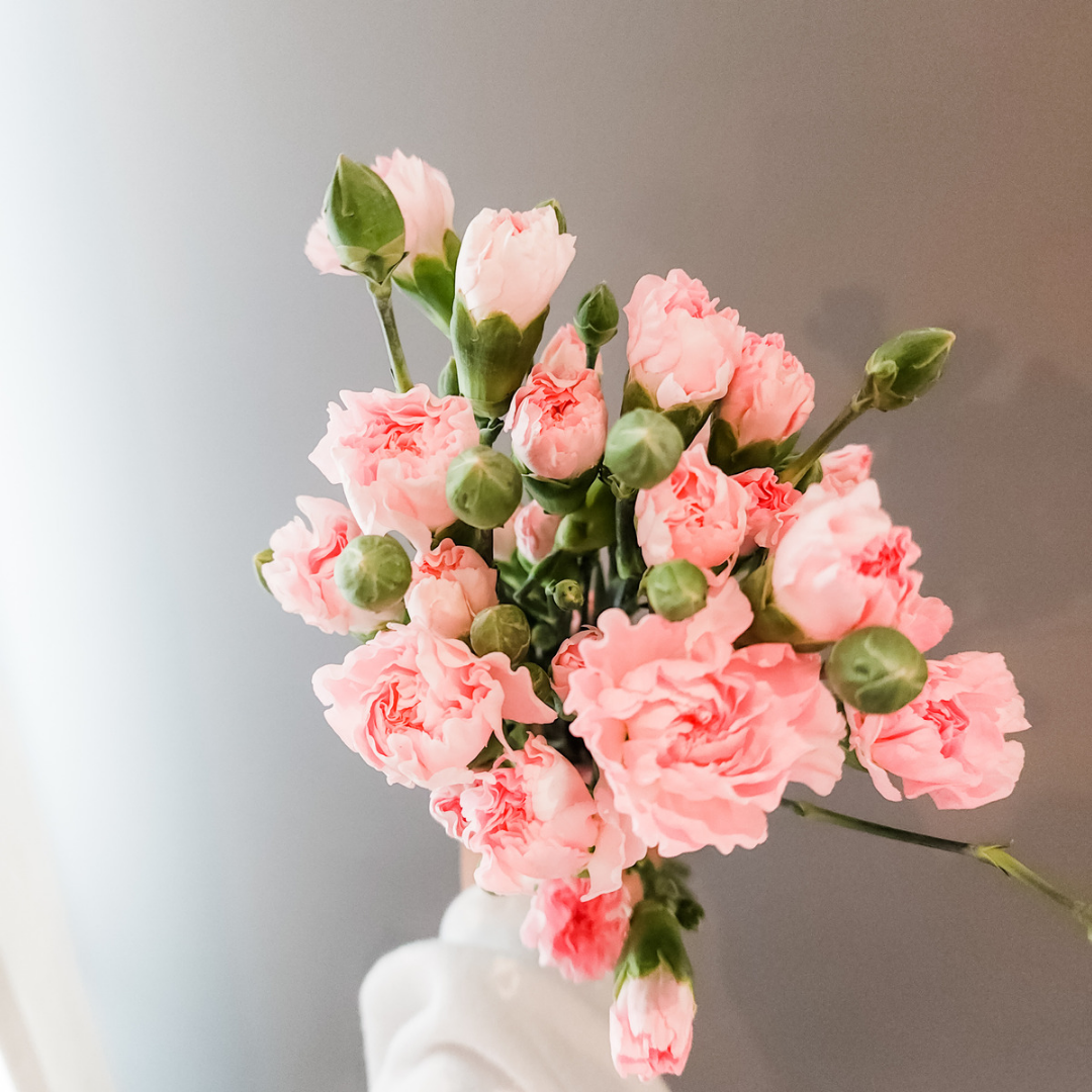 Spray Carnations Pink