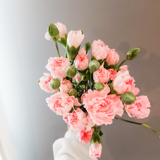 Spray Carnations Pink