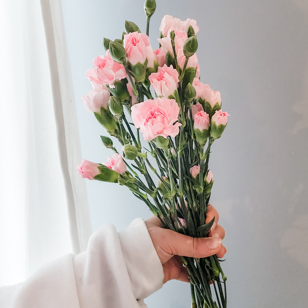 Spray Carnations Pink