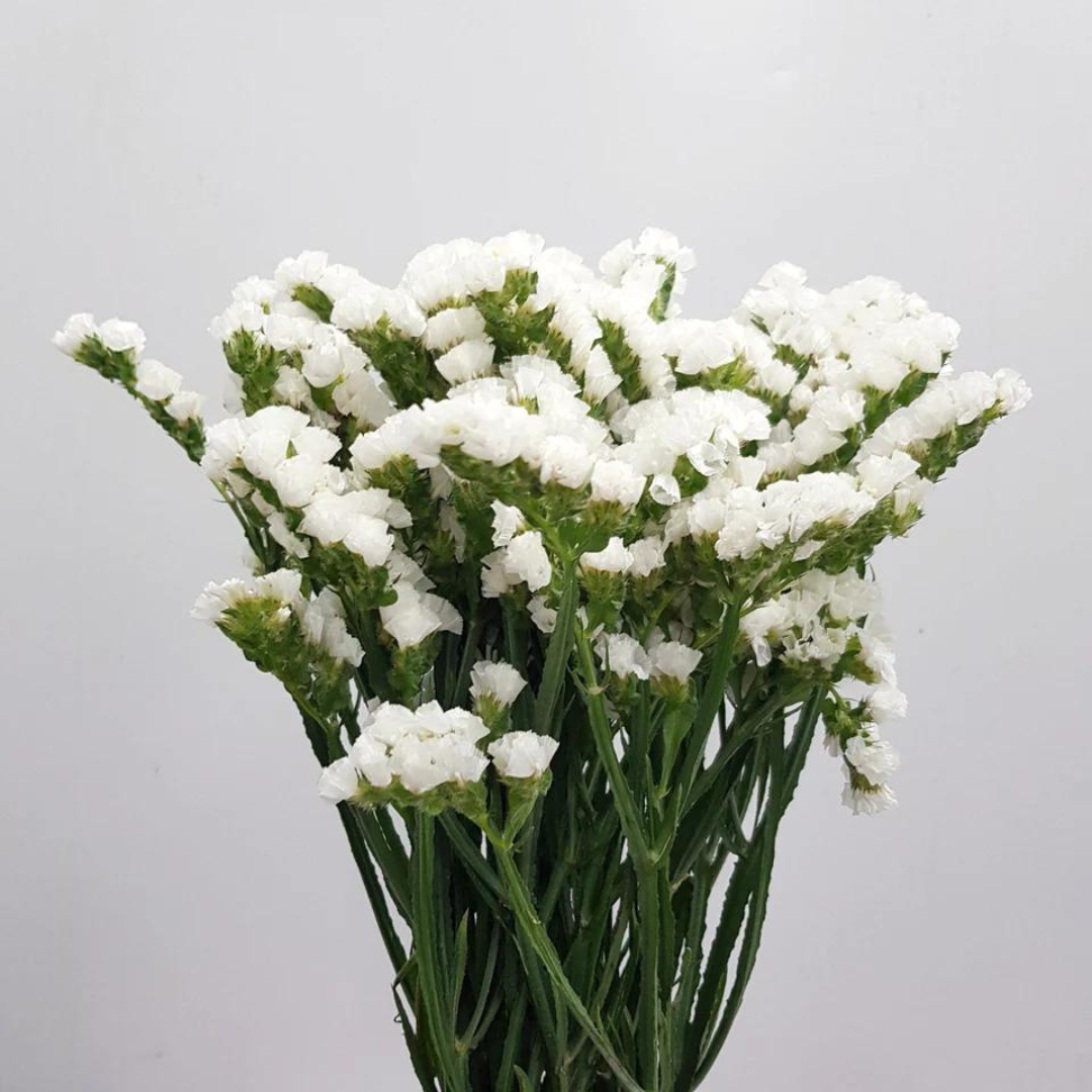 Statice Flower White