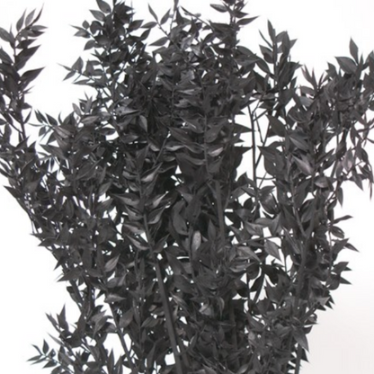 Dried Italian Ruscus