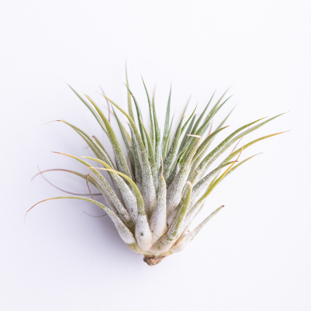 The Airplant Starter Kit
