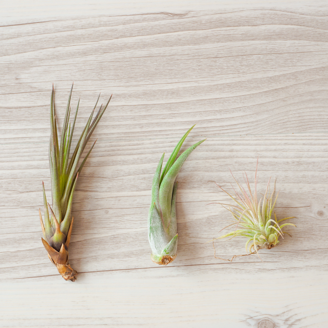 The Airplant Starter Kit