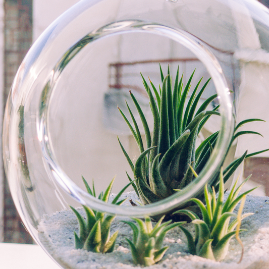 Deluxe DIY Airplant Terrarium Kit