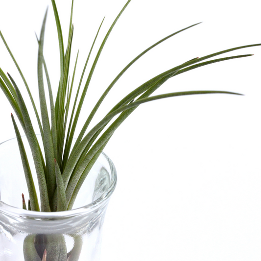 Tillandsia Juncea Air Plant XL