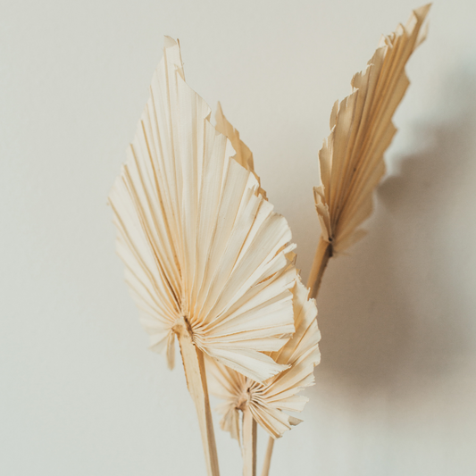 Natural Dried Palm Leaf - Set of 2 – Plantita & Co. Bloom Bar & Studio