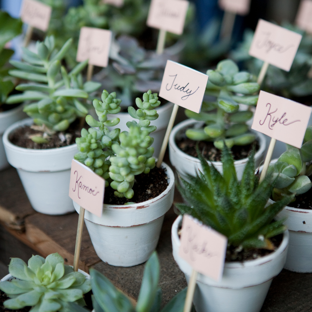 30 Assorted 1.5 Inch Colourful Assorted Succulents -  Event Favors