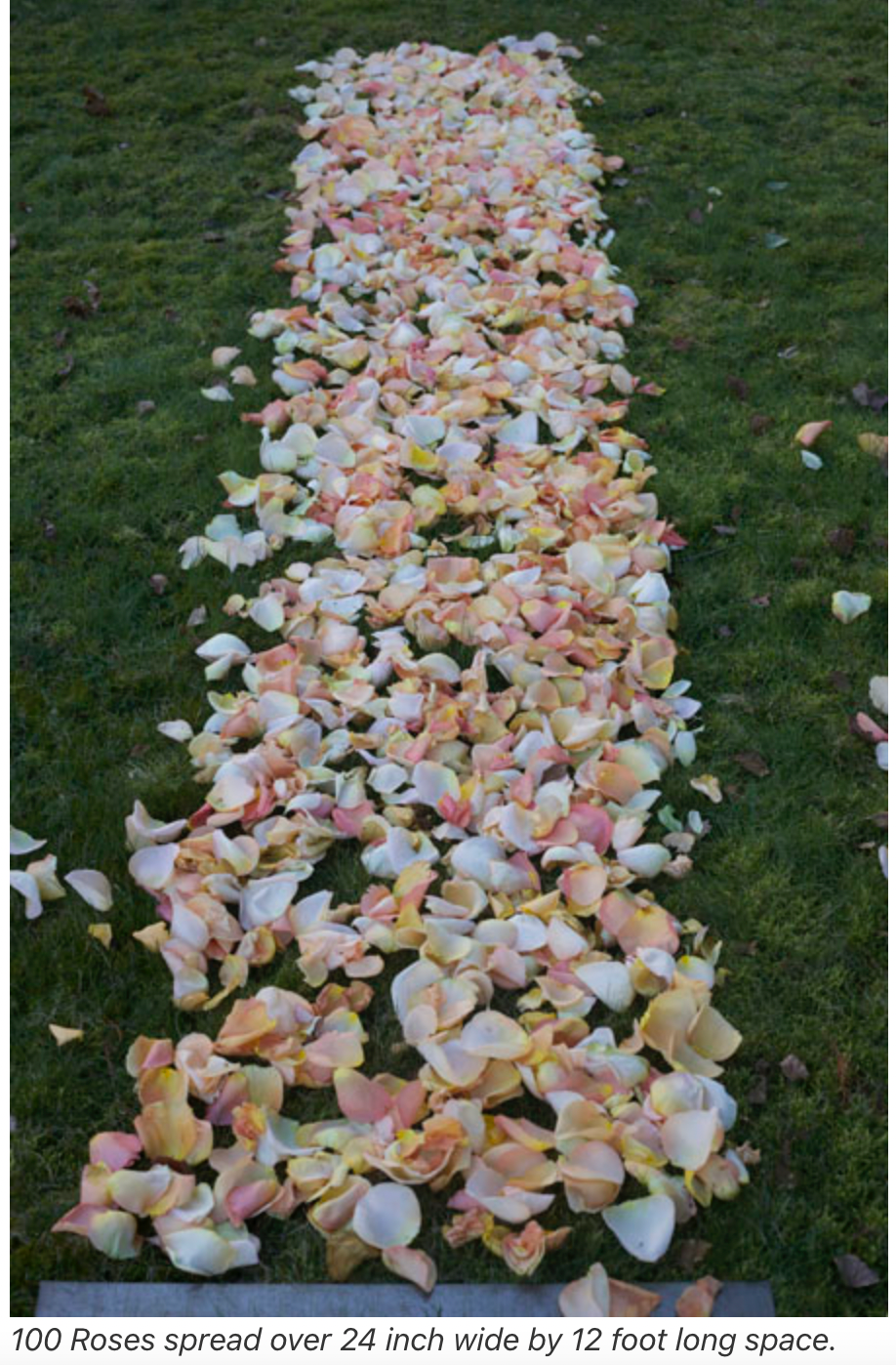 Natural Rose Petals Wedding Aisle Decor