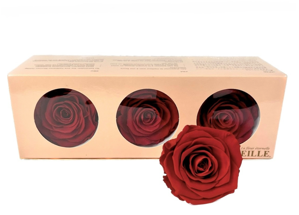 Preserved Everlasting Roses – Plantita & Co. Bloom Bar & Studio
