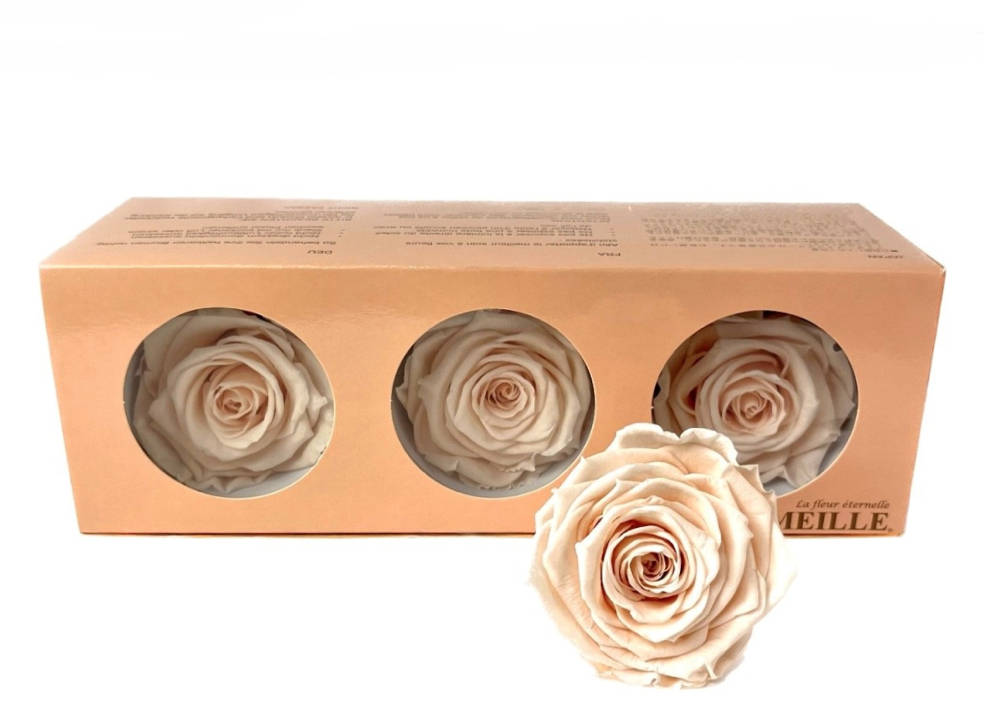 Preserved Everlasting Roses – Plantita & Co. Bloom Bar & Studio
