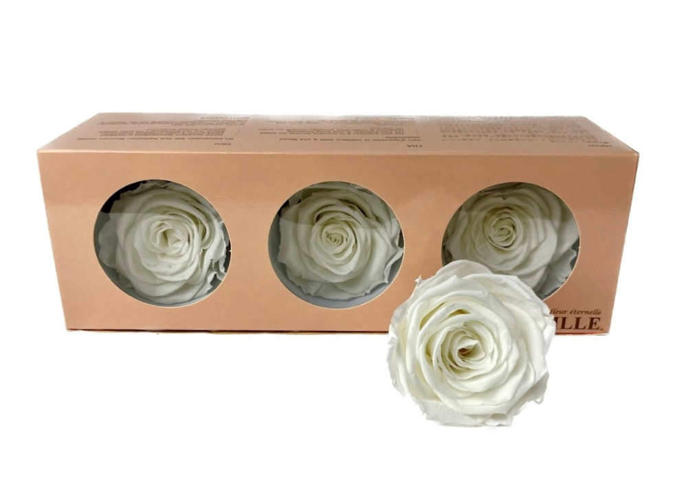 Preserved Everlasting Roses – Plantita & Co. Bloom Bar & Studio