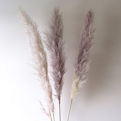 Pampas Grass - Grey 3 Stems